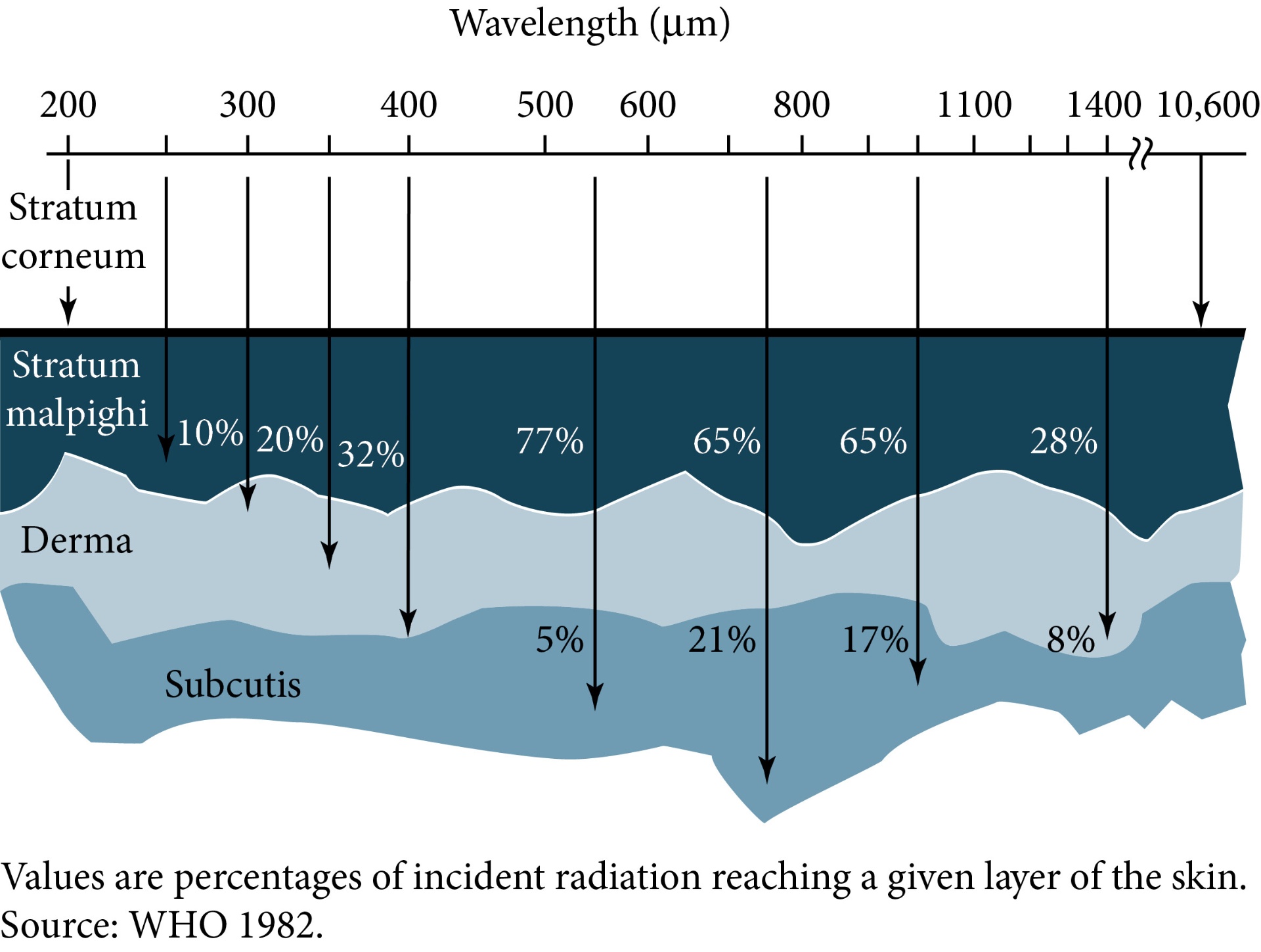 Procent promieniowania docierający do kolejnych warstw skóry (stratum corneum, stratum malpighi, derma, subcutis) w funkcji długości fali 200–10 600 nm. Źródło: WHO 1982.